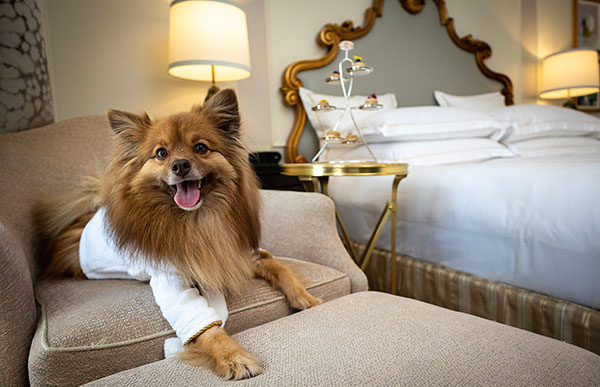 Luxury dog houses and accessories for your pampered pooches