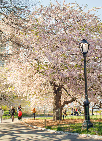 Cherry Blossoms in Central Park