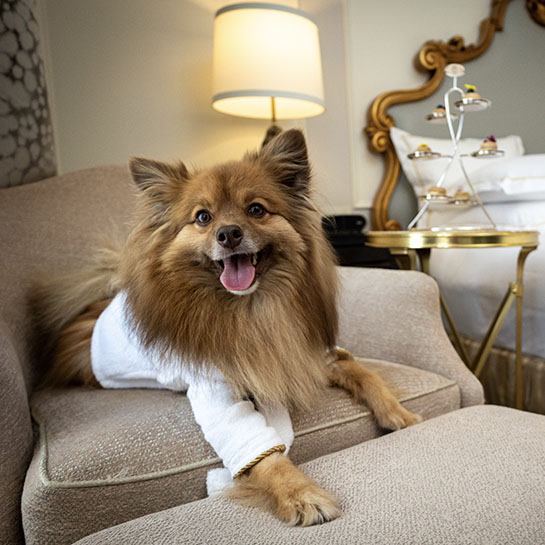 Pampered Pup Package