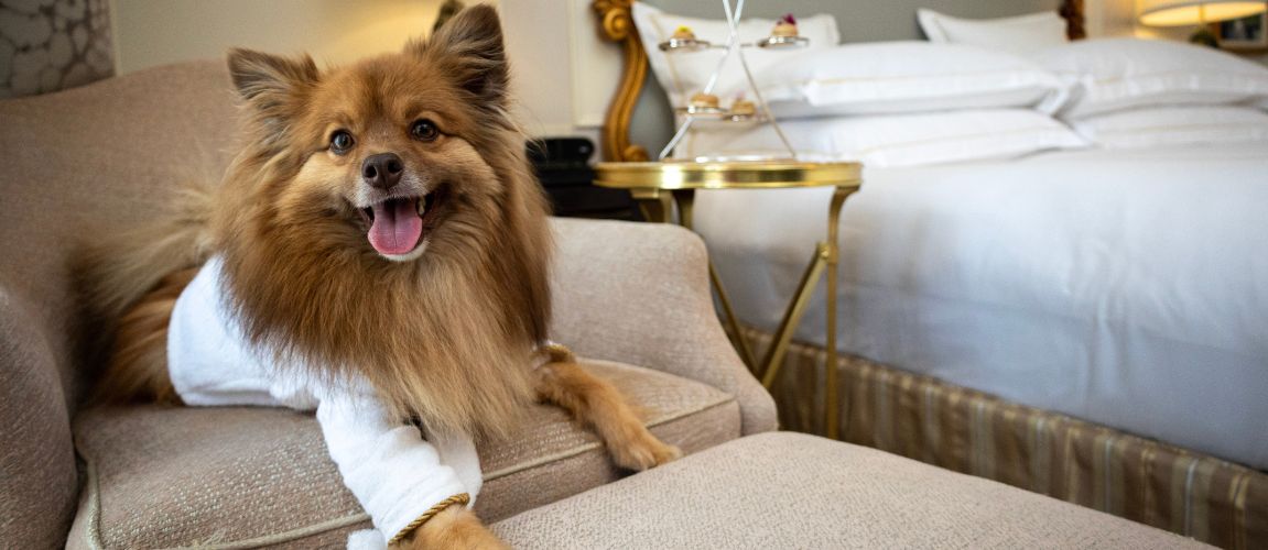 Pampered Pup Package