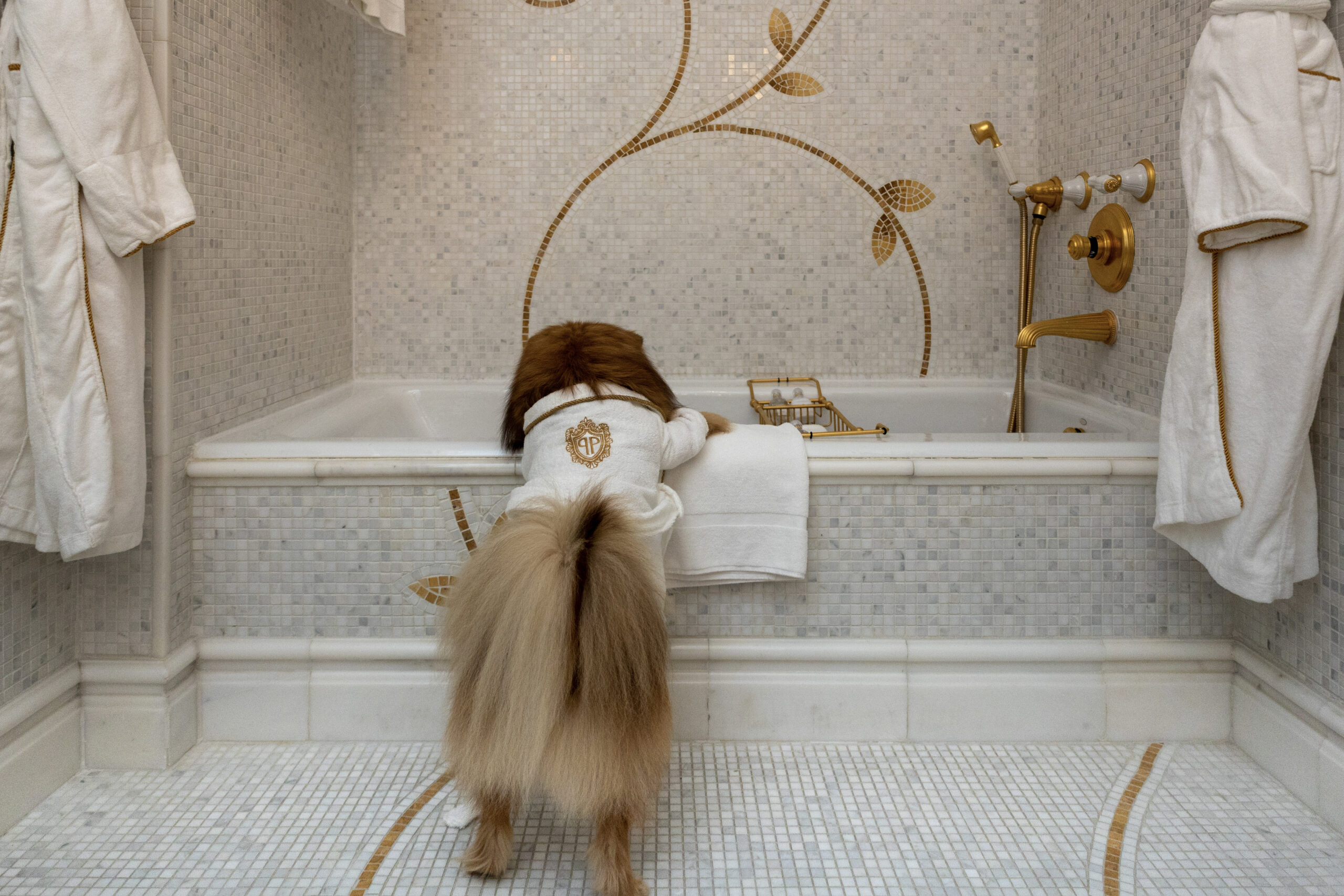 Canine Companions Amenities